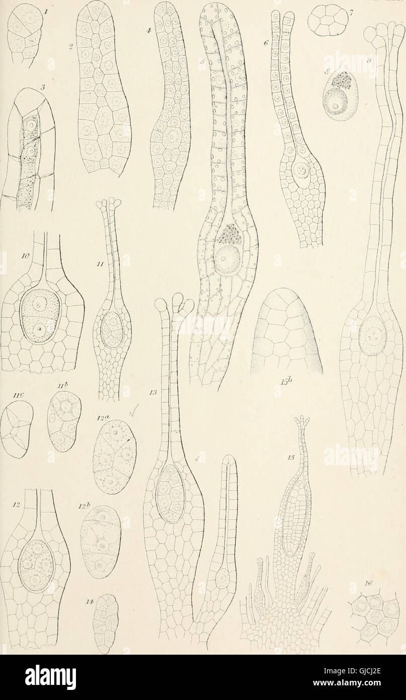 This scientific work (1862) explores the reproductive processes of ...