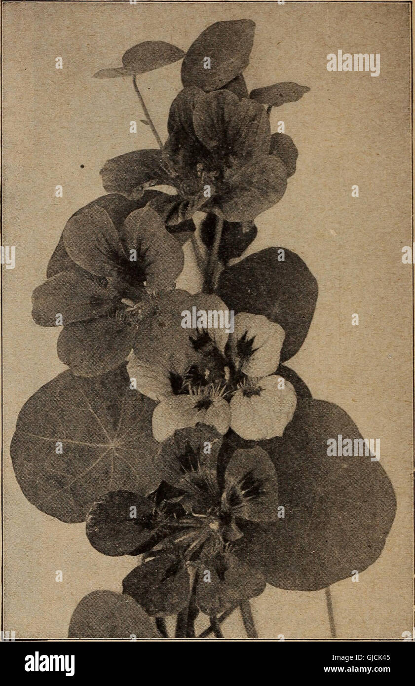 This 1921 catalog showcases Barnard's selection of seeds, bulbs, and