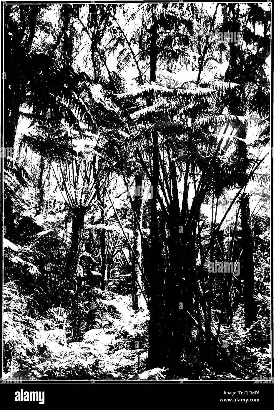 The indigenous trees of the Hawaiian Islands (1913 Stock Photo Alamy