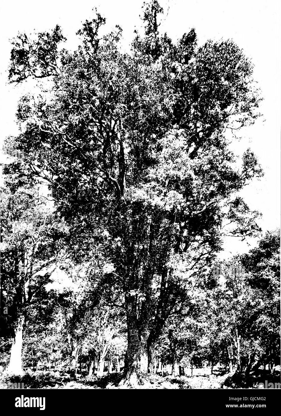 The indigenous trees of the Hawaiian Islands (1913 Stock Photo Alamy
