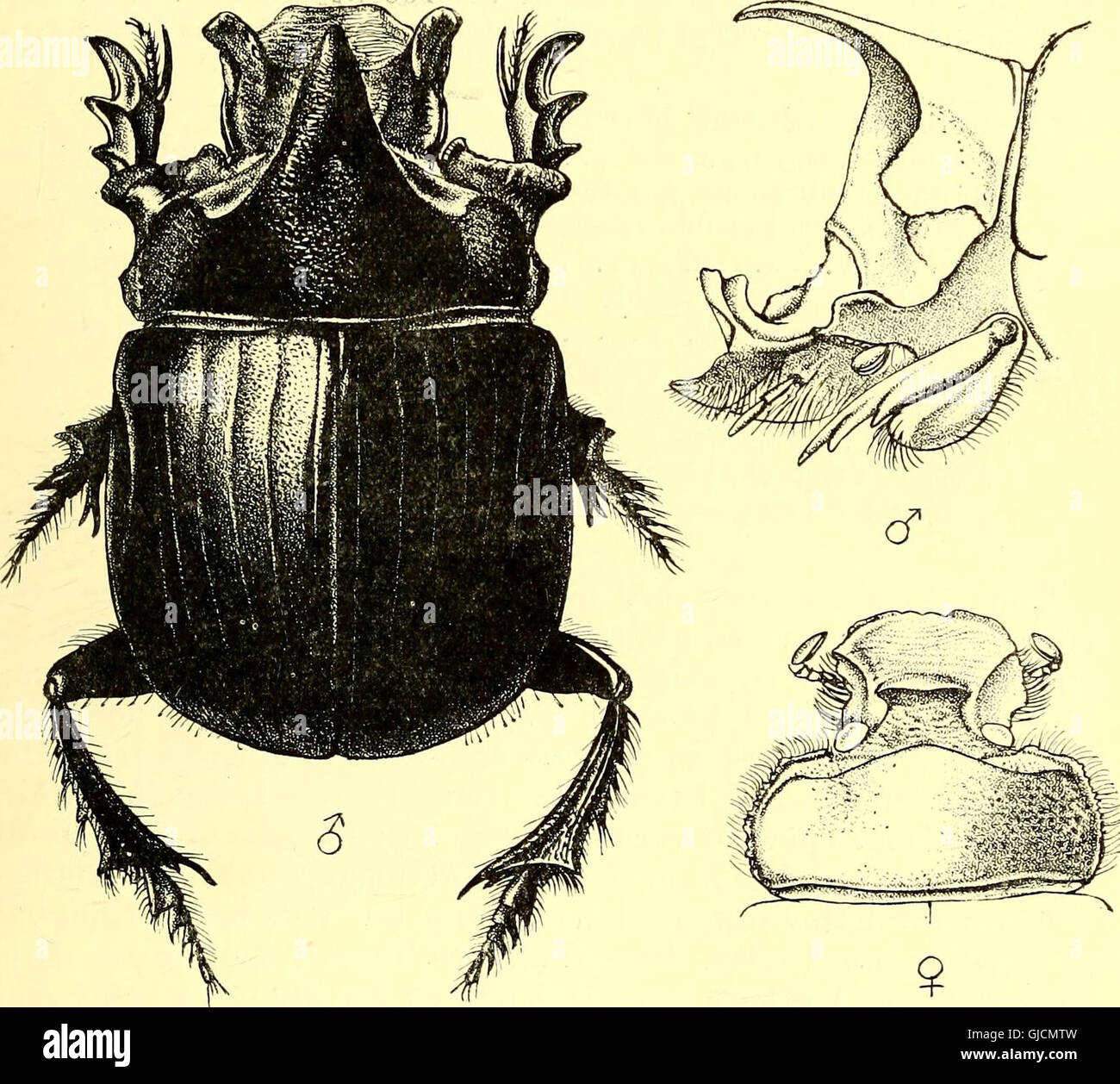Coleoptera - general introduction and Cicindelidae and Paussidae (1912) Stock Photo