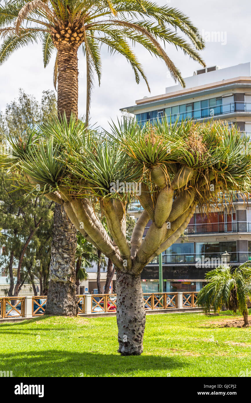 Canary Islands dragon tree, (Dracaena draco), Parc Doramas, Las Palma, Gran  Canaria, Canary Islands, Spain, Europe Stock Photo - Alamy
