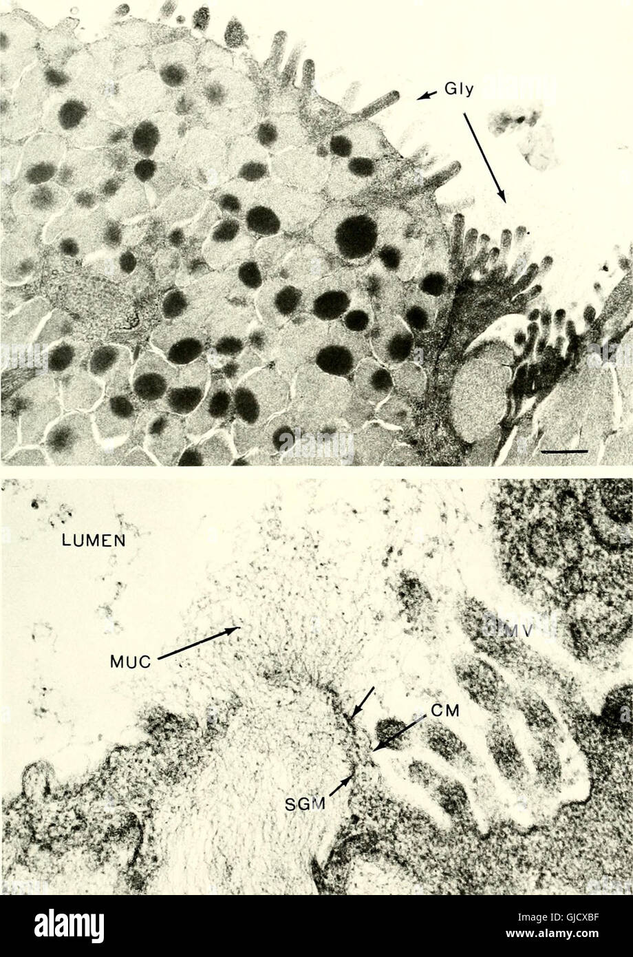 Socialis This 1985 publication studies the biology of Microtus species in the ...