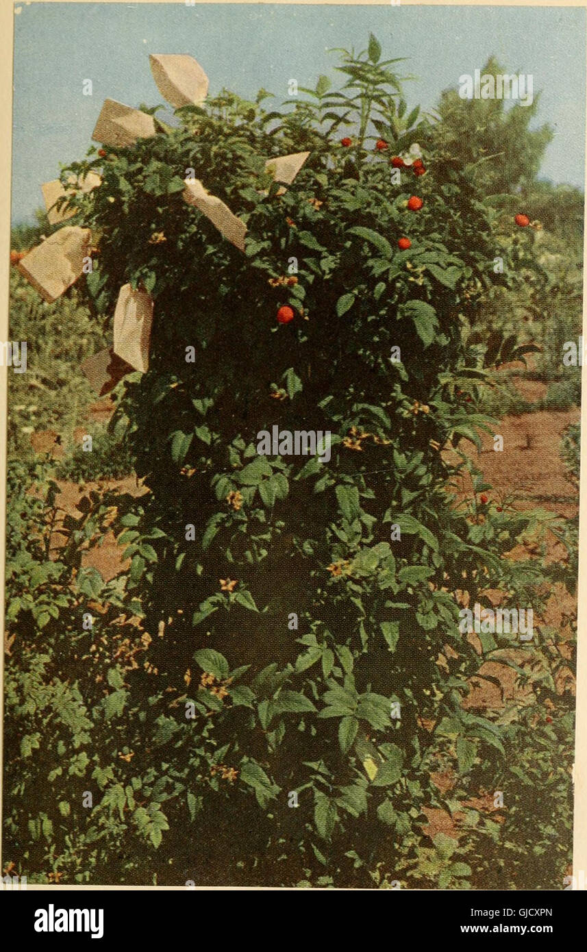 Luther Burbank, his methods and discoveries and their practical