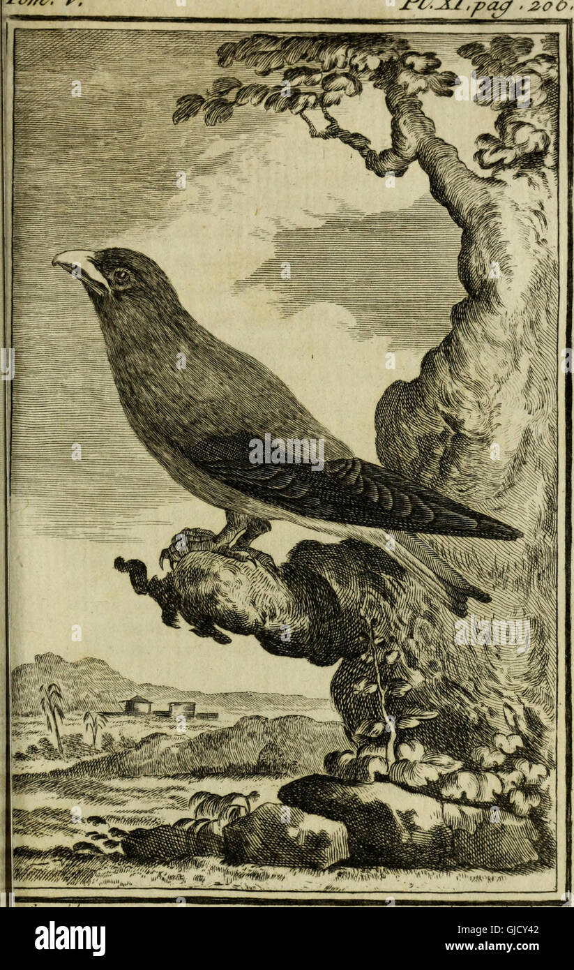 Gravure Ancienne Originale De 1855 – Bec-croisé D'Amérique, Histoire Naturelle