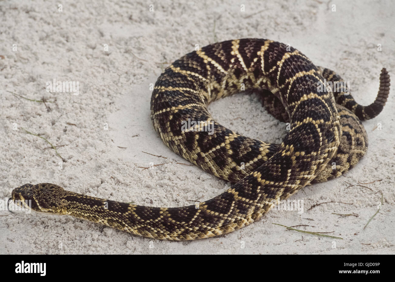 A venomous Eastern diamondback rattlesnake (Crotalus adamanteus