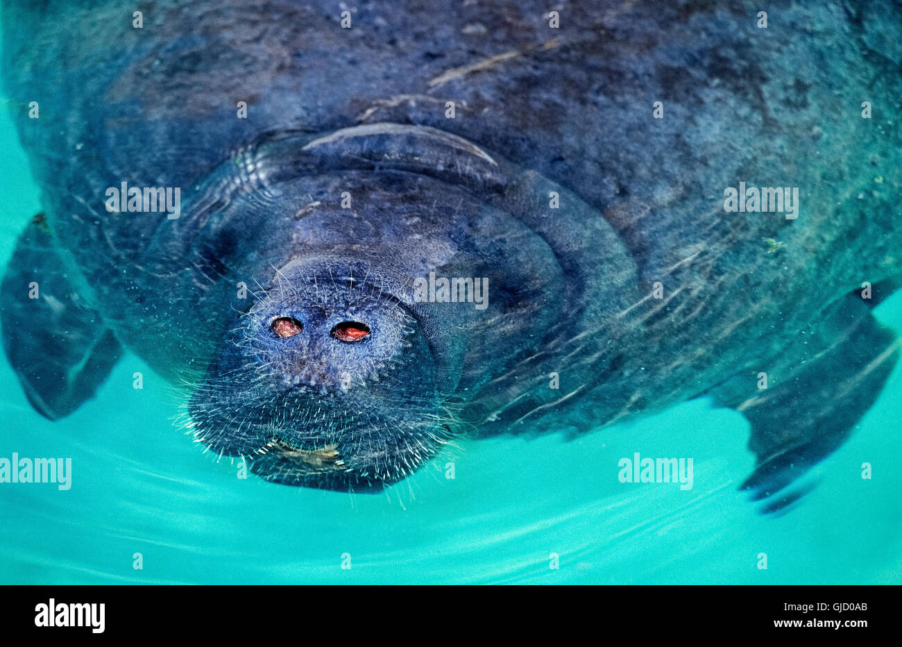 The snout of a West Indian manatee (Trichechus manatus) pokes above the water to reveal its two nostrils for breathing and the whiskers that are believed to serve some sort of sensory function for this marine mammal that is also called a sea cow. Stock Photo