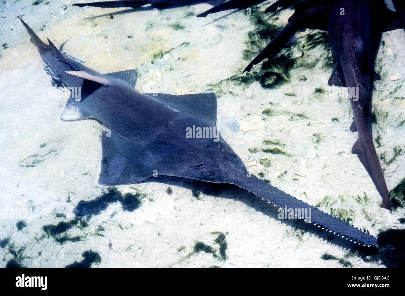 The sawfish is named for its flat elongated snout with serrated edges that resemble large teeth on two edges of a saw blade. Also known as a carpenter shark, this member of the ray family uses its extended nose to slash at swimming prey and also to dig up crustaceans from the sea floor where the flat-bodied marine animal spends most of its time. Stock Photo