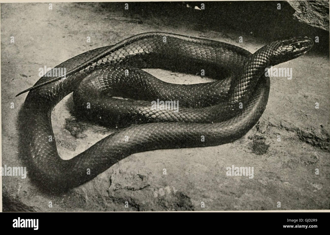 The reptile book; a comprehensive popularised work on the structure and