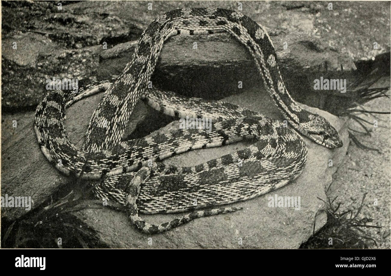 The reptile book; a comprehensive popularised work on the structure and