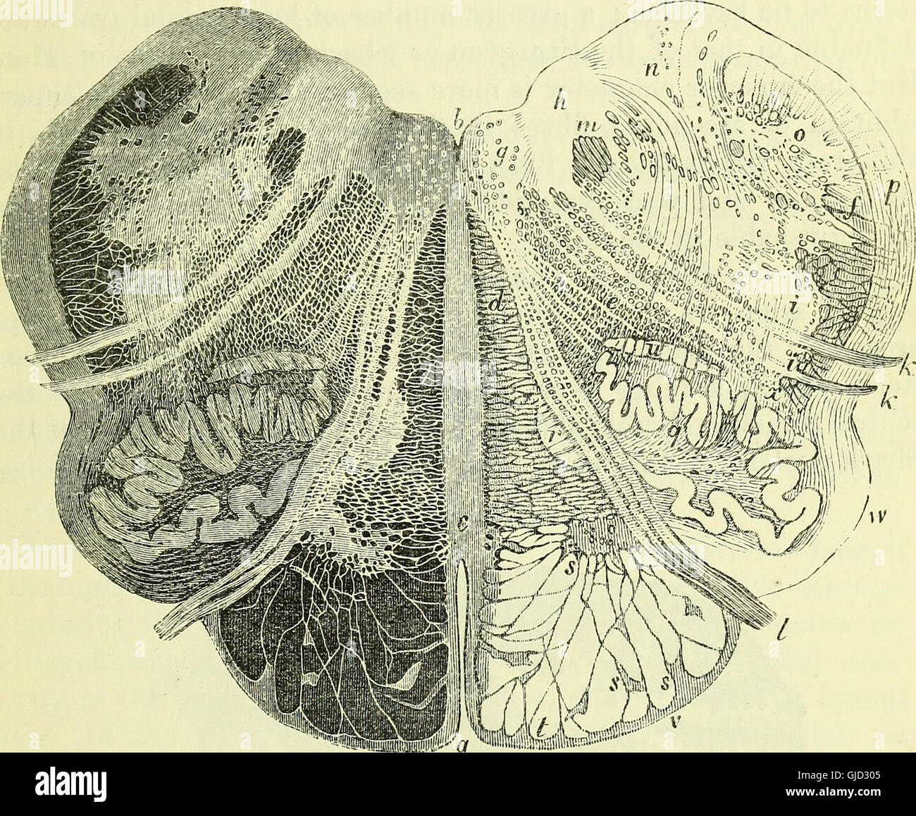 This 1866 work on vertebrate anatomy provides a detailed study of the ...