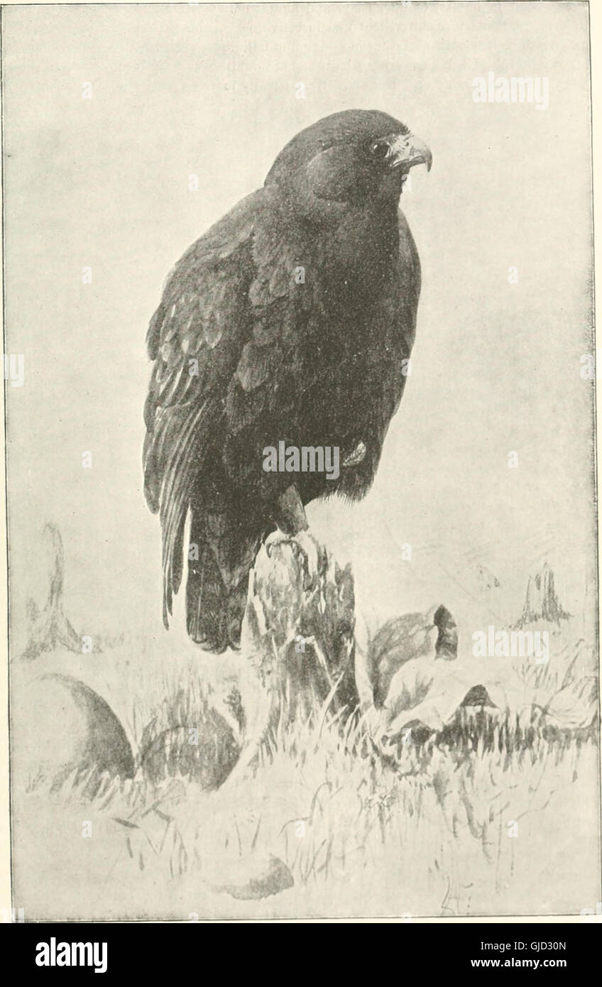 Key to North American birds. Containing a concise account of every species of living and fossil bird at present known from the continent north of the Mexican and United States boundary, inclusive of Stock Photo