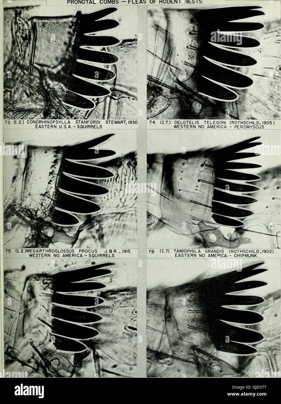 Bulletin of the British Museum (Natural History) (1972) Stock Photo
