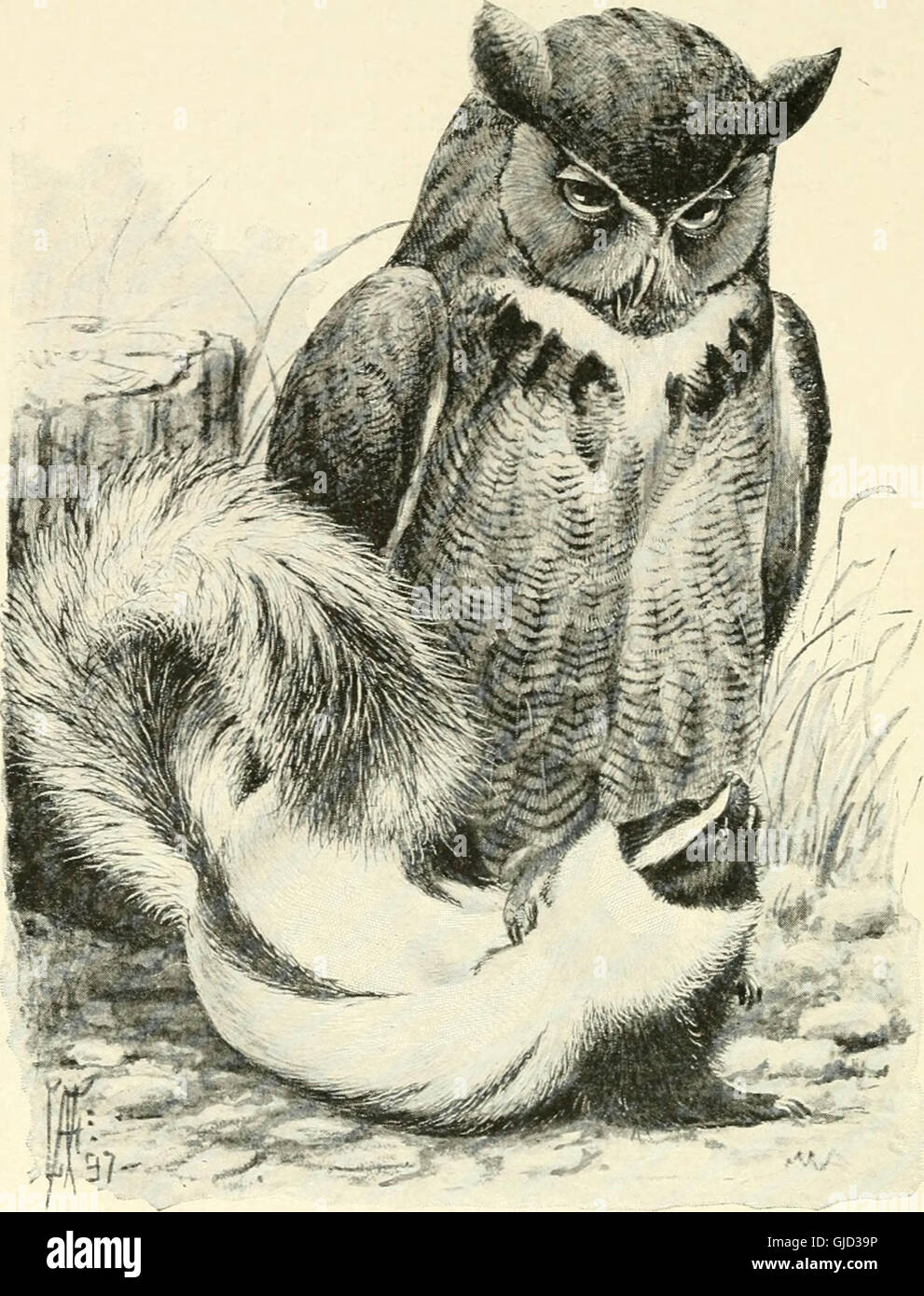 Citizen Bird Scenes From Bird Life In Plain English For