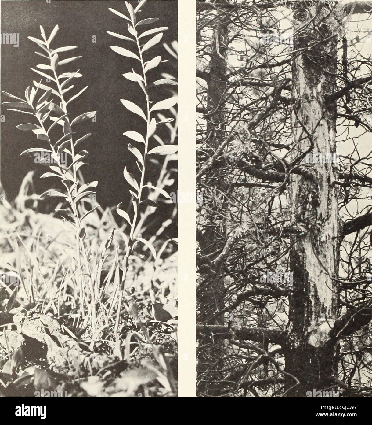 Cronartium comandrae in the Rocky Mountain States (1968) Stock Photo
