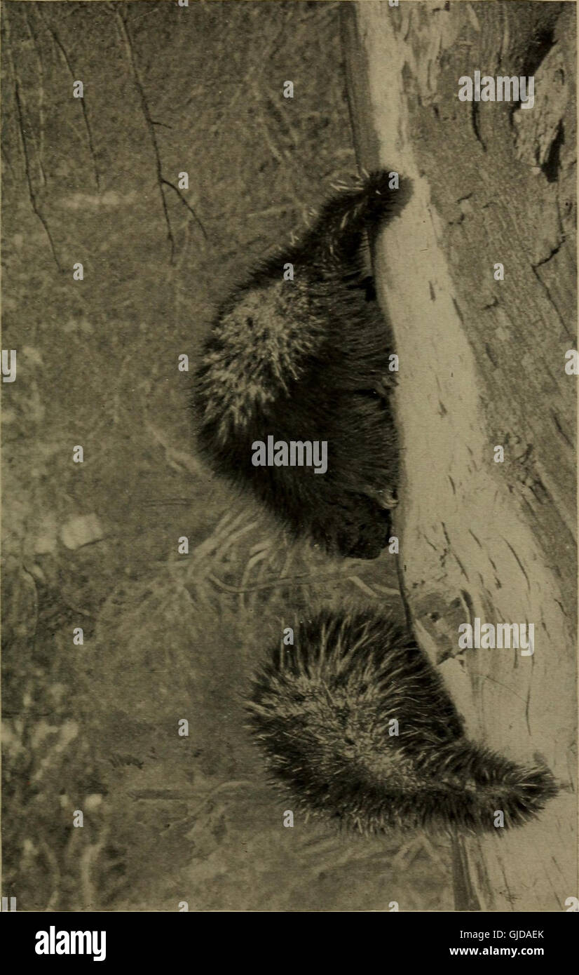 Familiar life in field and forest; the animals, birds, frogs, and salamanders (1898) Stock Photo