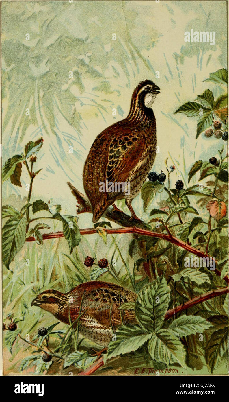 This 1896 handbook provides detailed descriptions, illustrations, and ...
