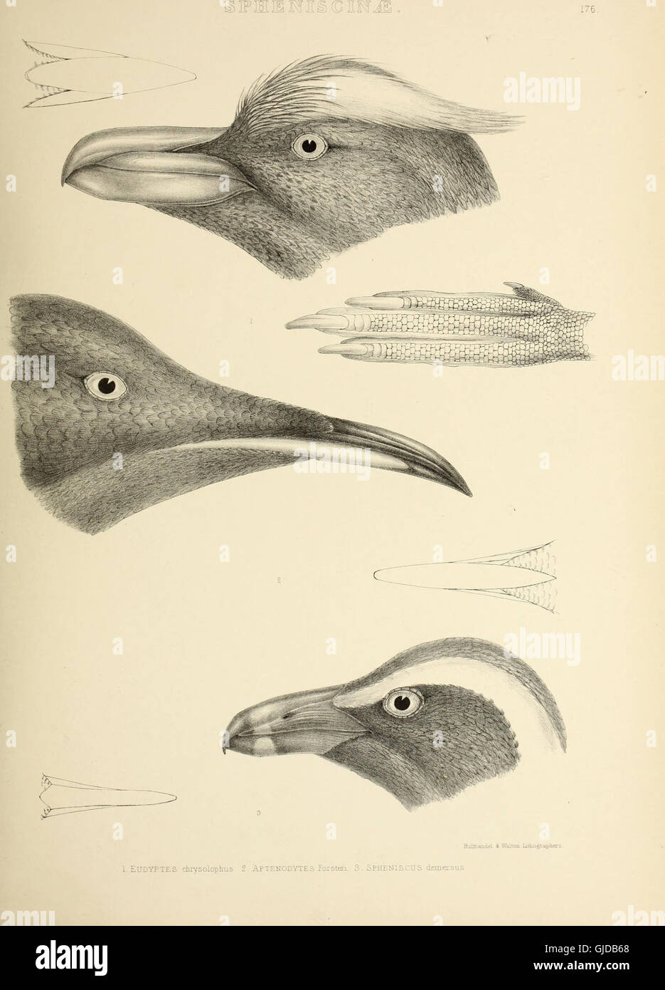 This 1849 work provides detailed descriptions of bird genera, their ...