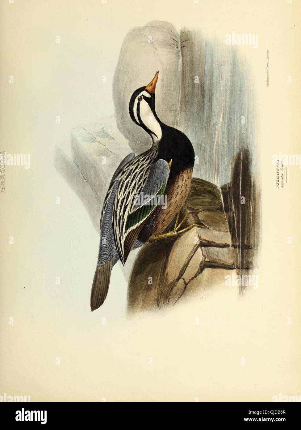This 1849 work provides an in-depth study of various bird genera ...
