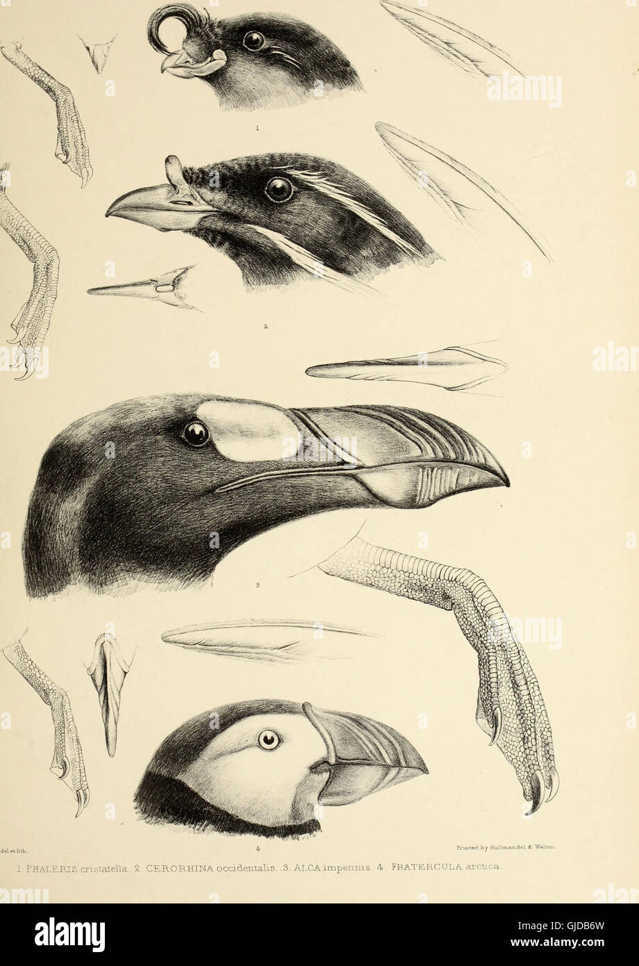 *The Genera of Birds* (1849) provides a comprehensive classification of ...