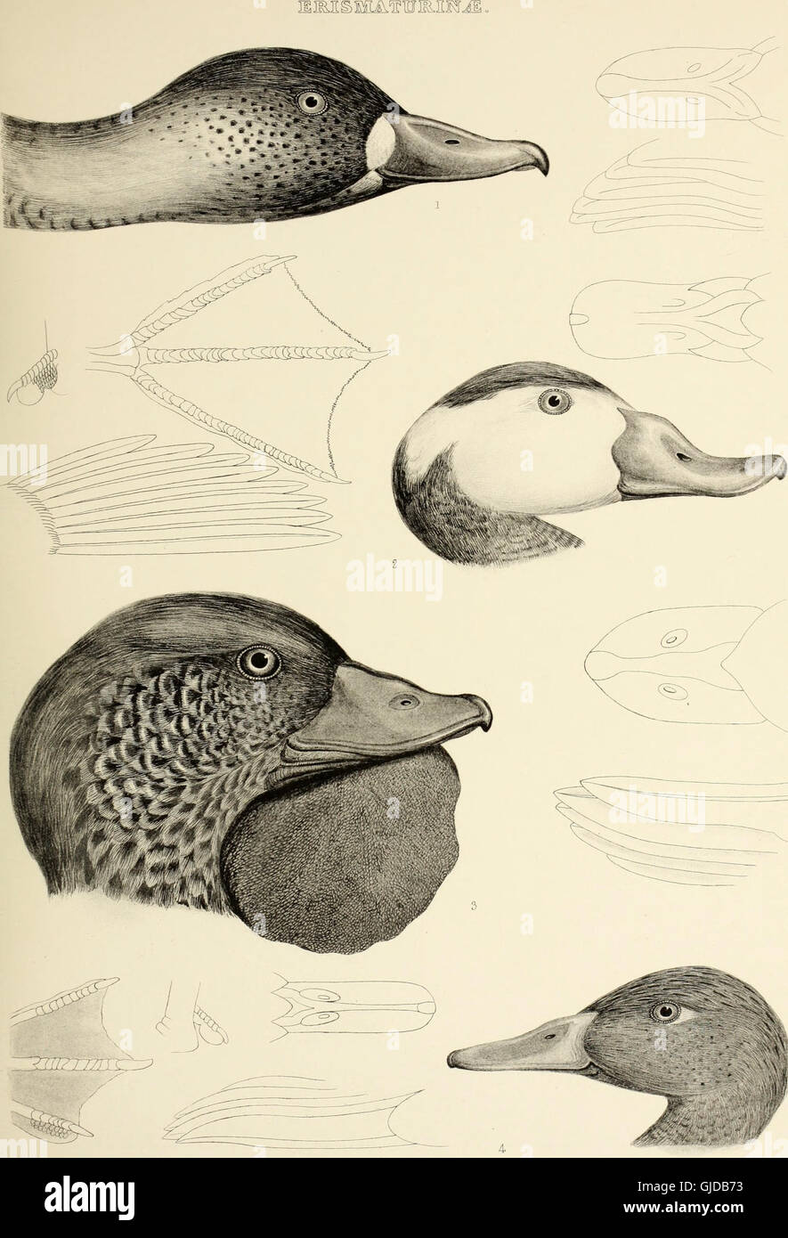 This 1849 work provides a detailed study of bird genera, including the ...