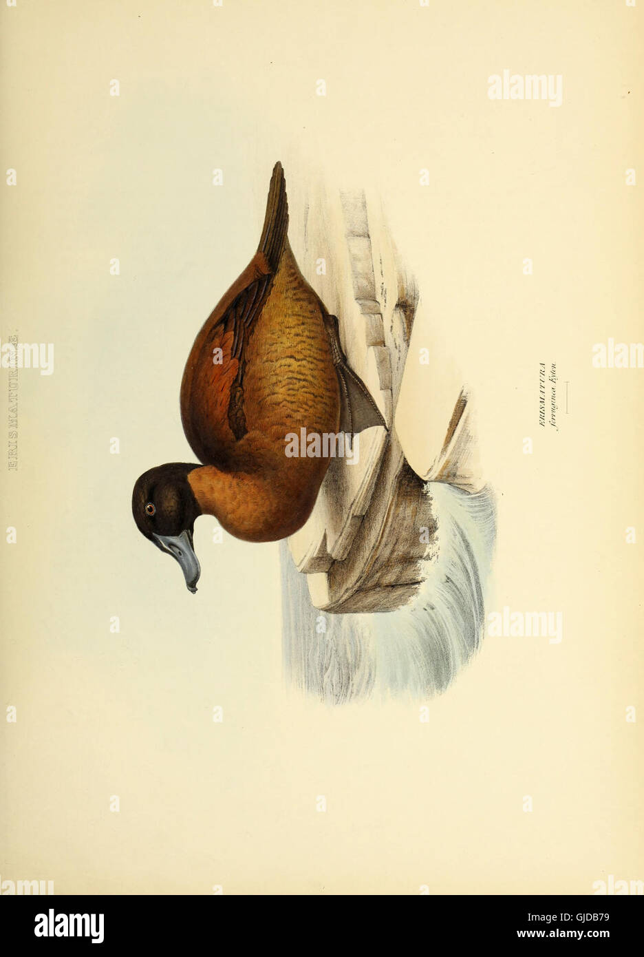 'The Genera of Birds' (1849) offers a detailed classification of bird ...