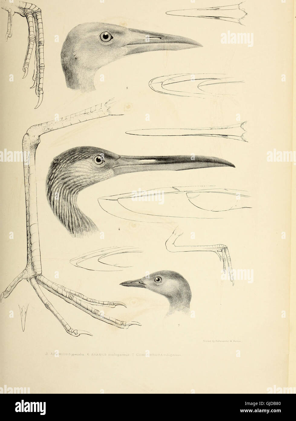 This 1849 work categorizes bird genera by their unique characteristics ...