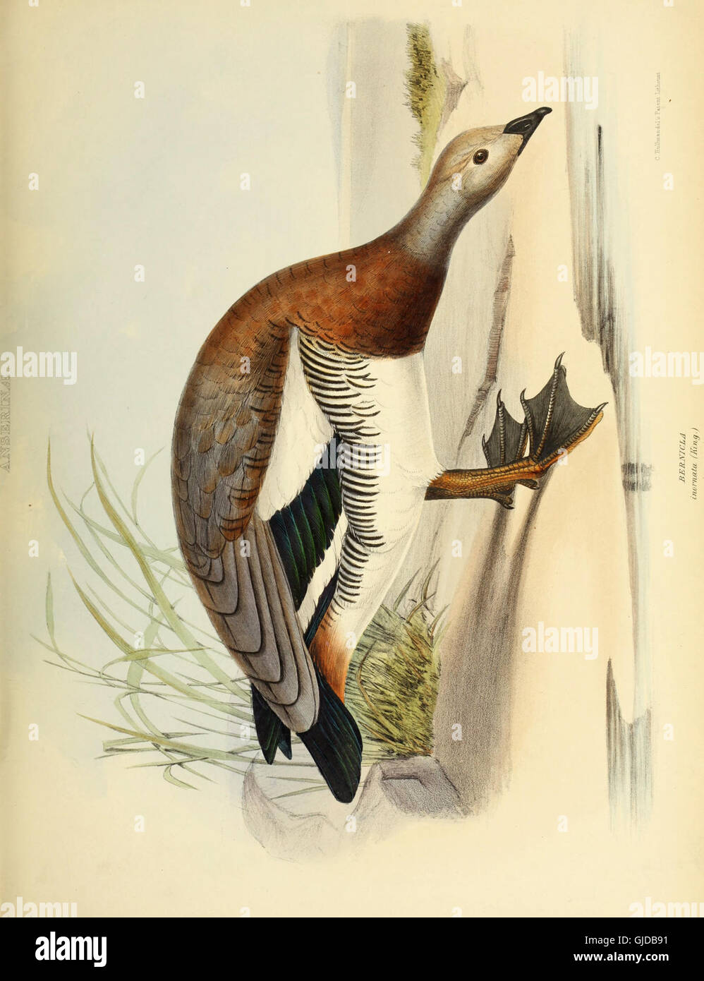 This 1849 work offers an in-depth study of bird genera, detailing their ...