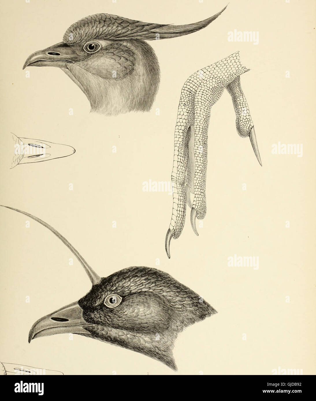 This 1849 work presents a detailed overview of bird genera, including ...