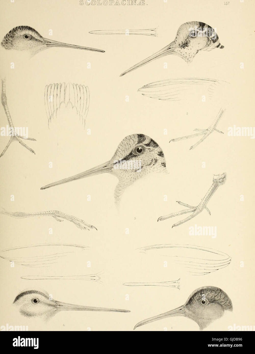 This 1849 work provides detailed descriptions of bird genera, their ...