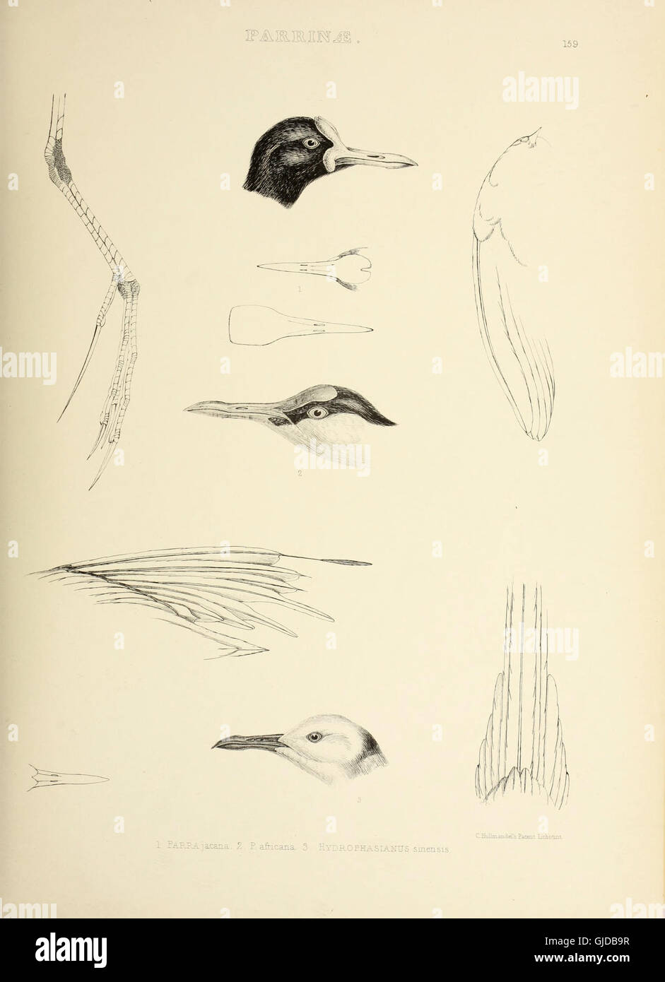 *The Genera of Birds* (1849) provides an in-depth look at bird genera ...
