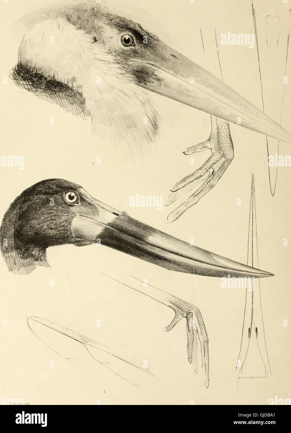 This 1849 work provides an overview of bird genera, detailing their ...