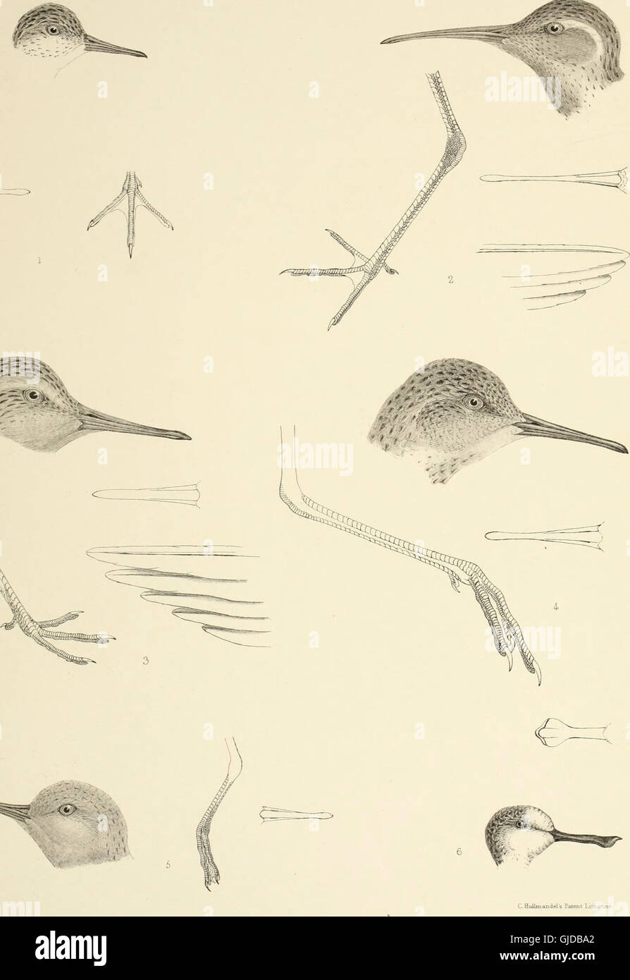*The Genera of Birds* (1849) provides a comprehensive classification of ...