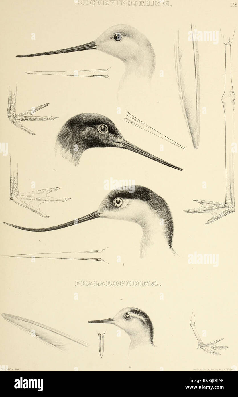 'The Genera of Birds' (1849) offers a detailed study on bird genera ...