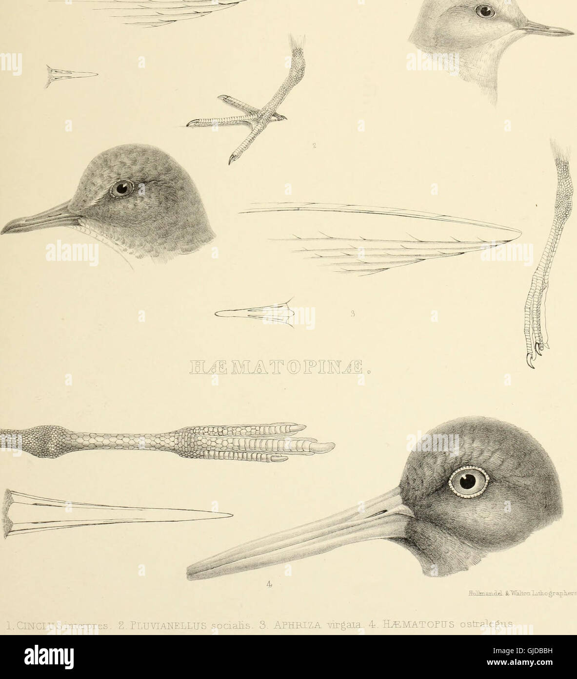 An illustration from 'The Genera of Birds' (1849), detailing the ...