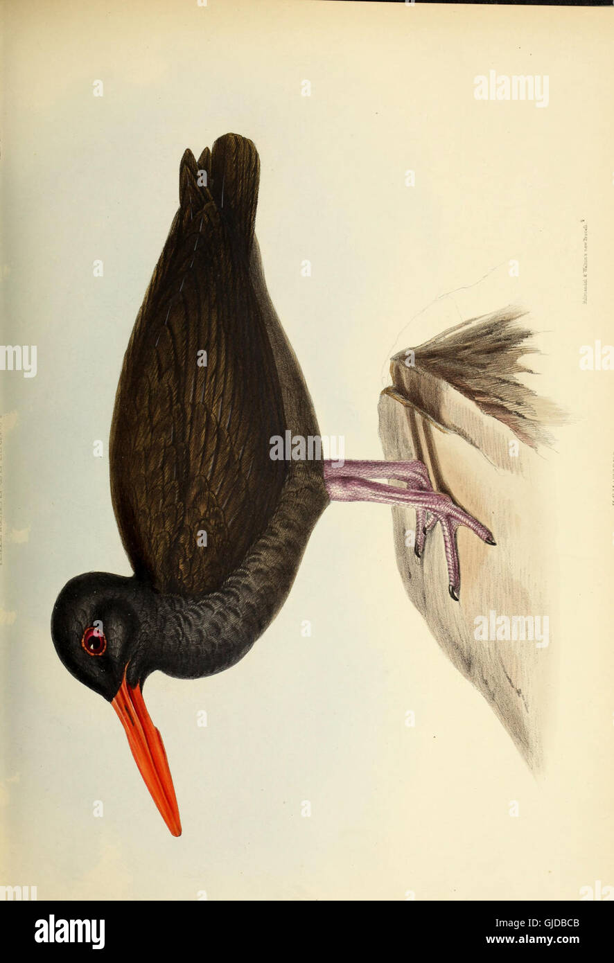 The Genera Of Birds - Comprising Their Generic Characters, A Notice Of ...