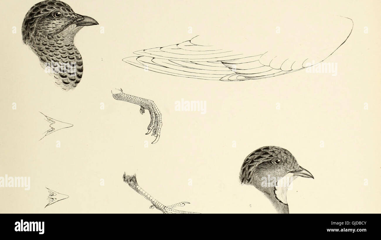 This 1849 work offers a detailed examination of bird genera, describing ...