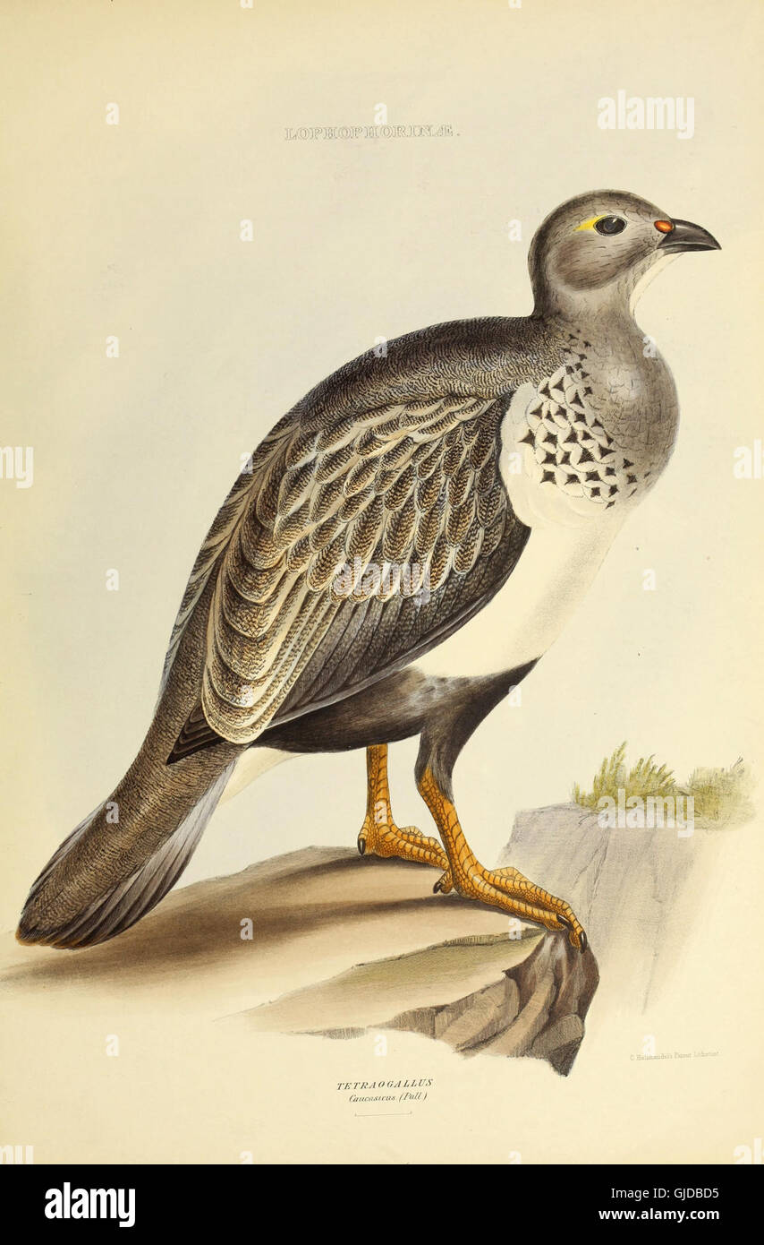 Published in 1849, this work provides a classification of bird genera ...