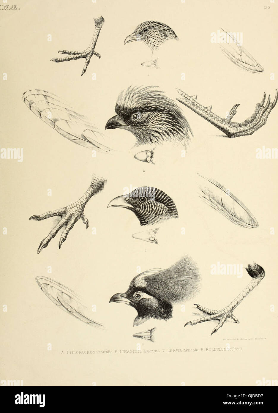 This 1849 work on the genera of birds provides a detailed ...