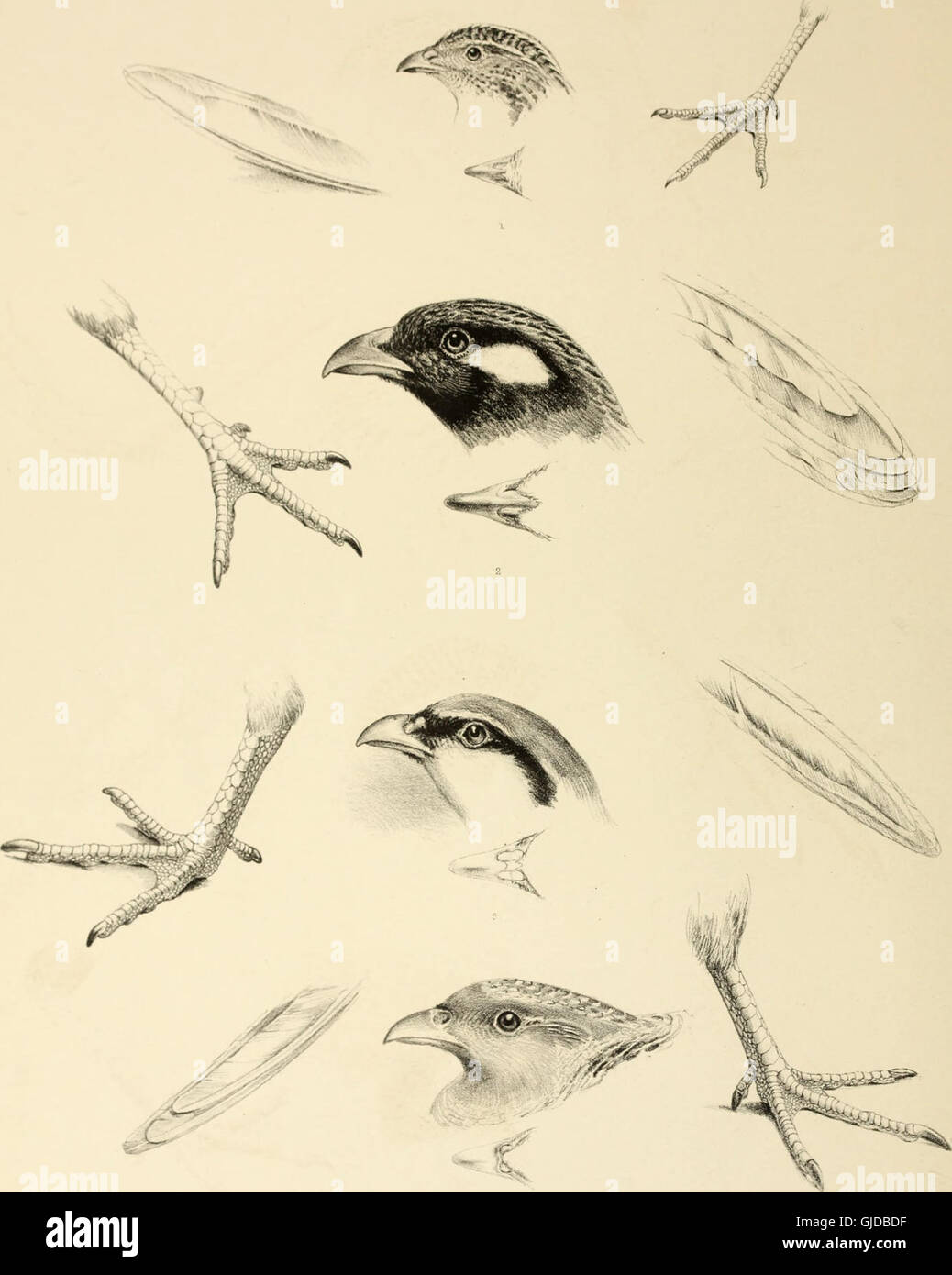 This 1849 work provides a detailed classification of bird genera ...