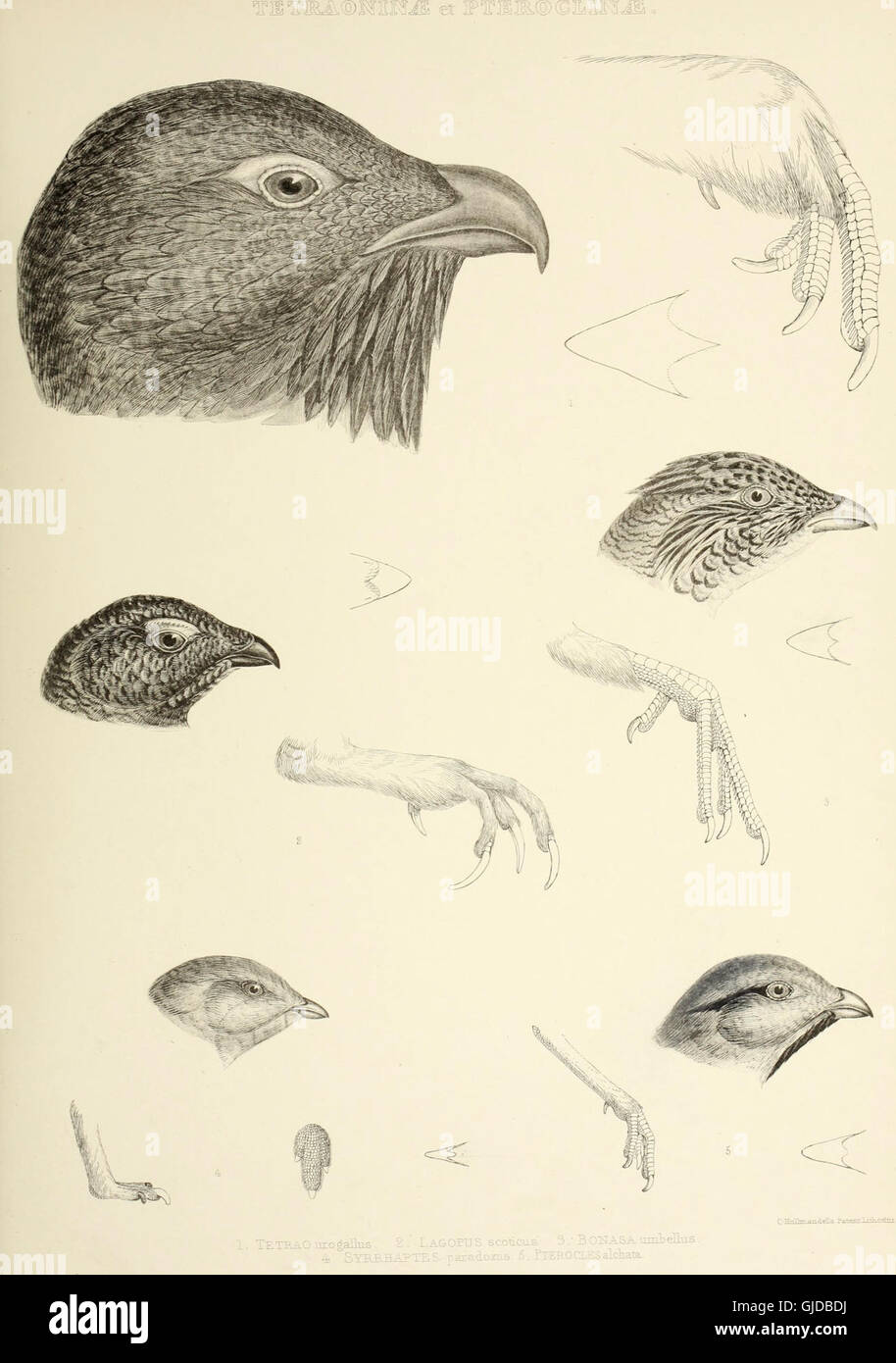 'The Genera of Birds' (1849) is a comprehensive work on ornithology ...