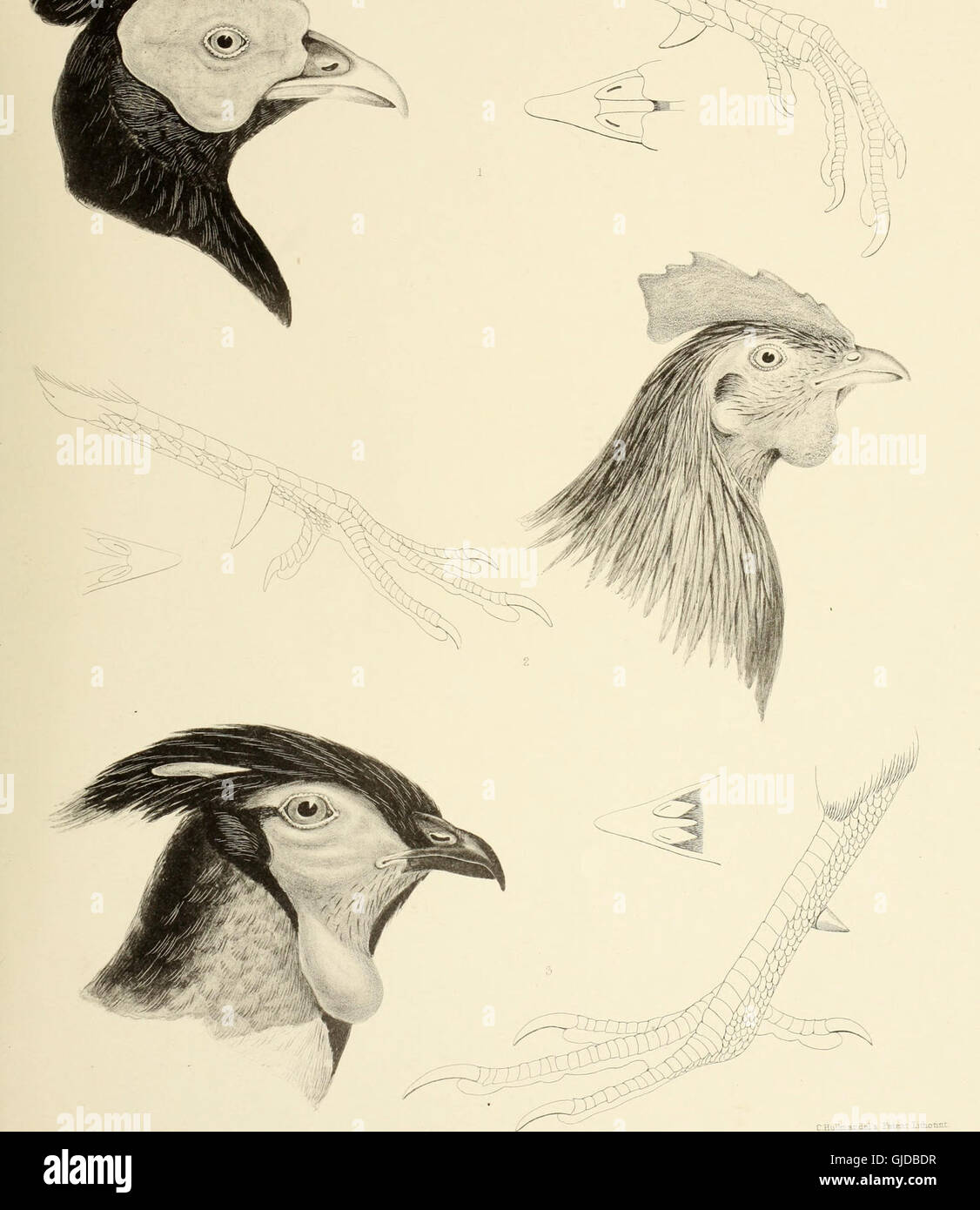 This 1849 work discusses various bird genera, detailing their key ...