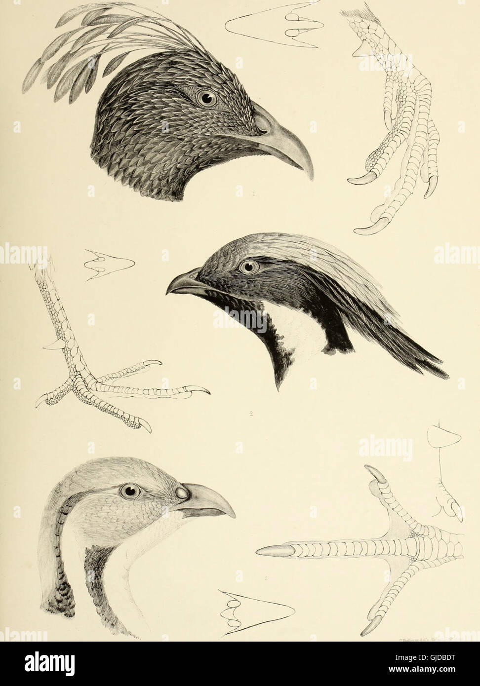 This 1849 work categorizes bird species by their genera, detailing ...