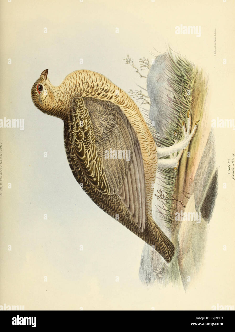 'The Genera of Birds' (1849) provides an extensive catalog of bird