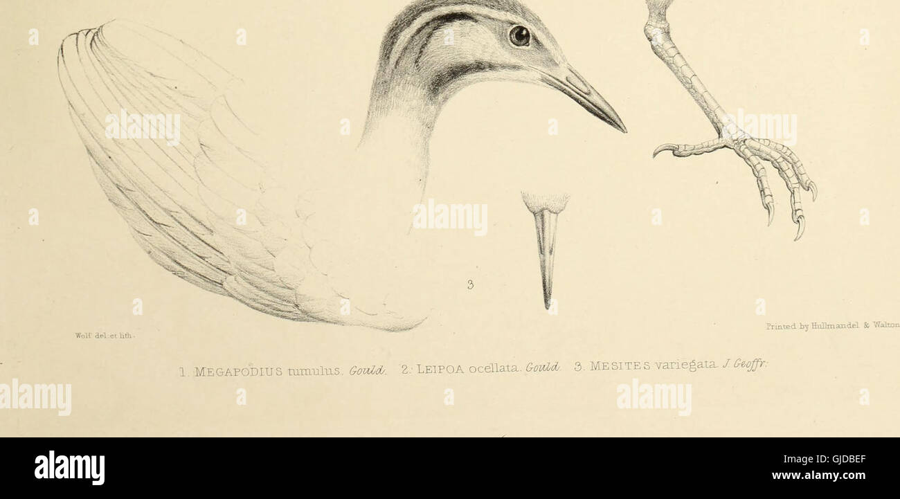 This 1849 work details the classification and habits of various bird ...