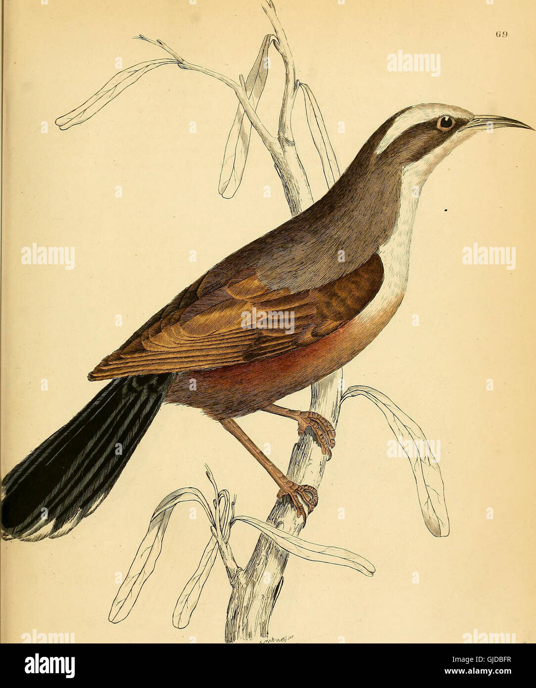 This work contains detailed illustrations and descriptions of bird ...