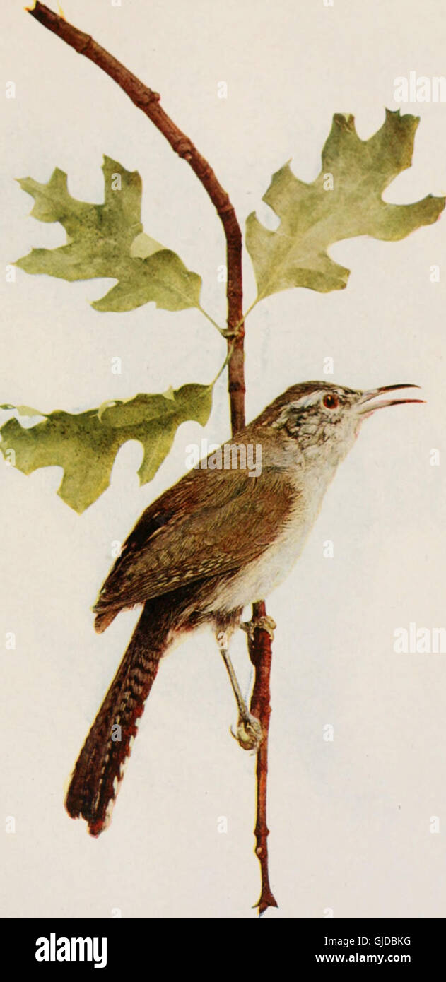 A 1913 scientific and popular work illustrating 400 bird species from ...