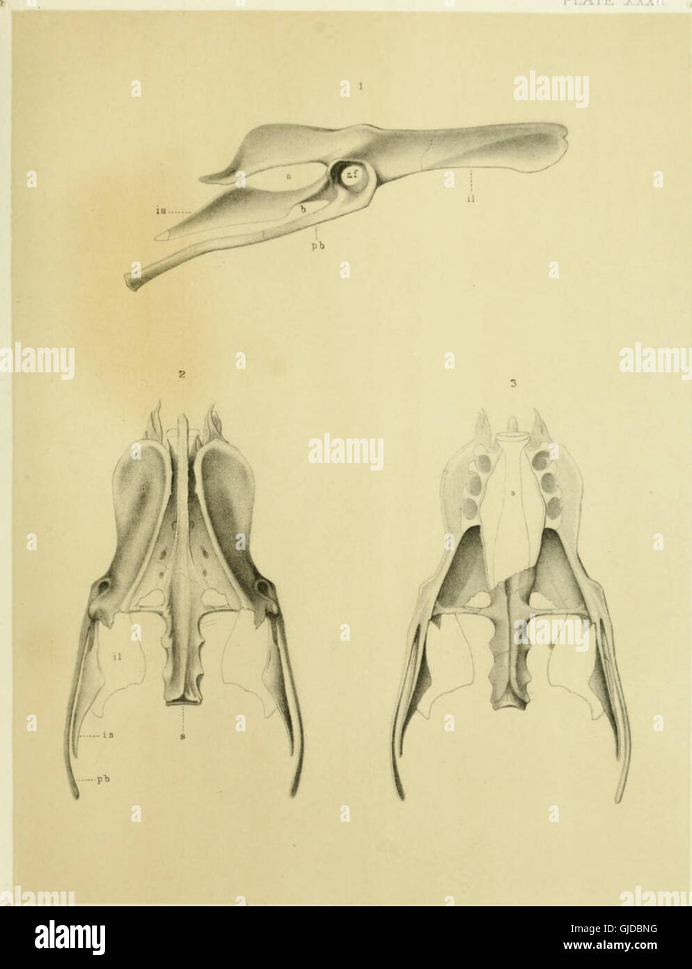 The 1870 report documents the geological exploration of the fortieth ...