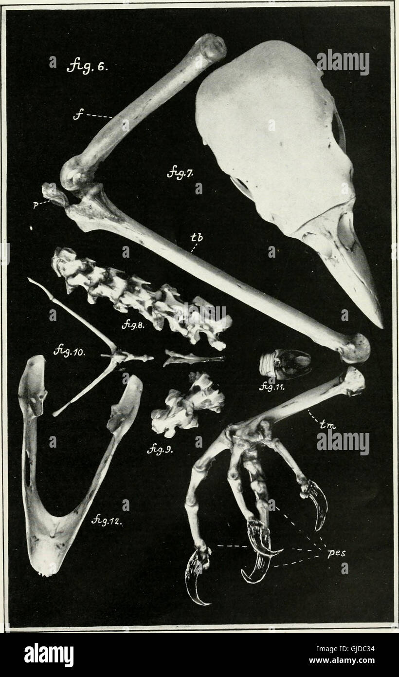This 1918 publication focuses on the emu, an iconic bird of Australia ...
