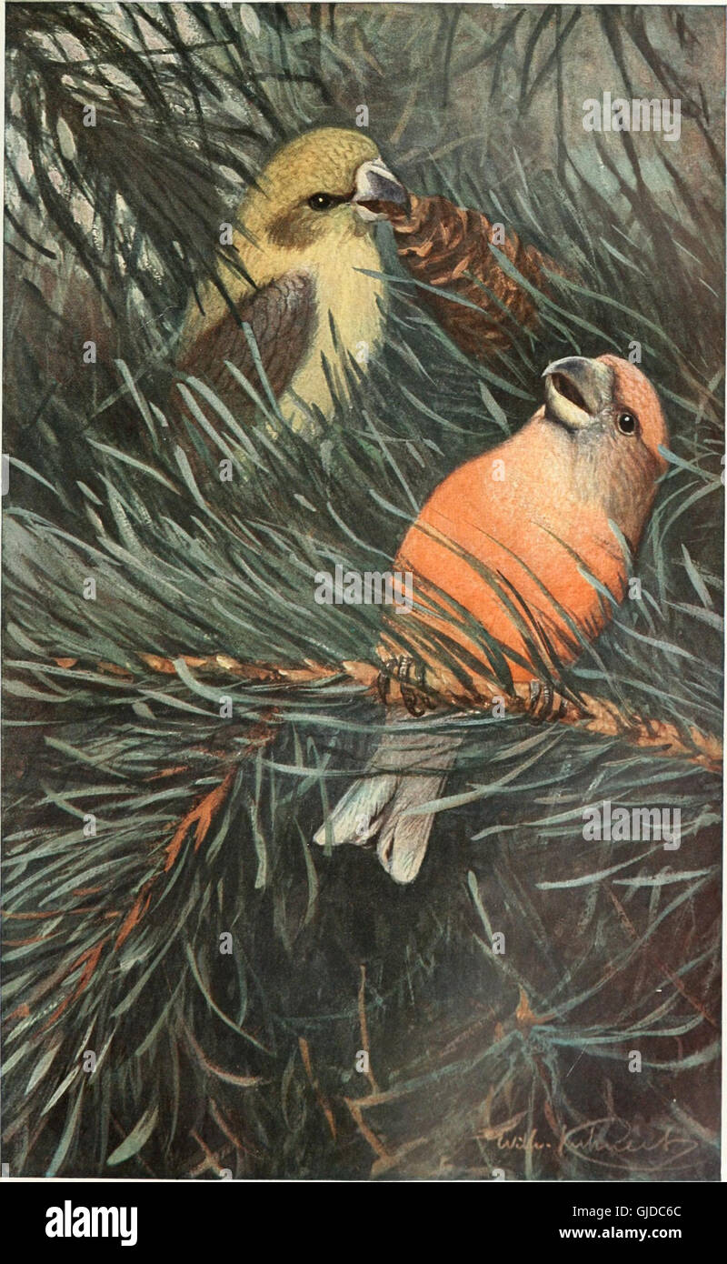 Die Vogel (1913 Stock Photo - Alamy